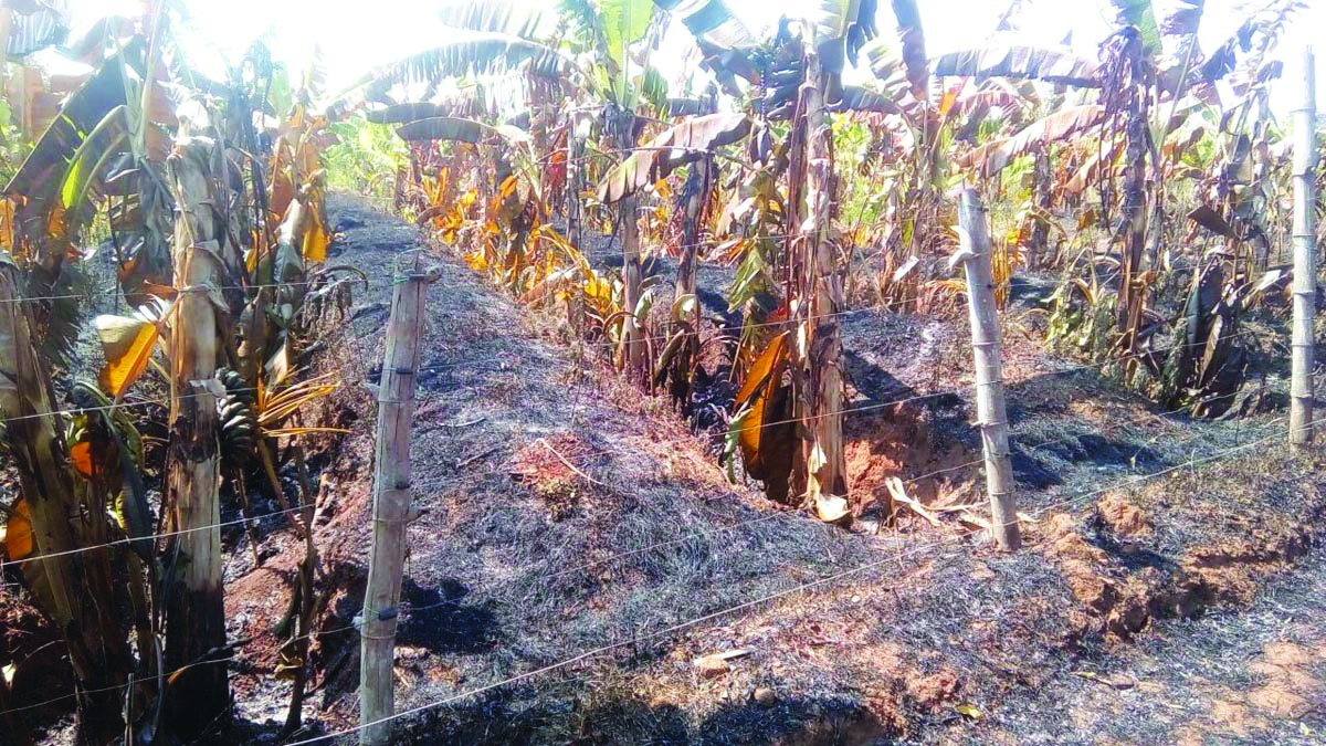 ತೋಟಕ್ಕೆ ಕಾಡ್ಗಿಚ್ಚು ಆವರಿಸಿ ಲಕ್ಷಾಂತರ ರೂ. ಬೆಳೆ ಹಾನಿ